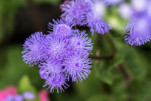 夏の時間でアザミの花の束 — ストック写真