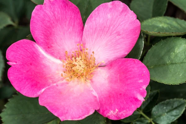 Eglantine Sweet briar flower blossom — Stock Photo, Image