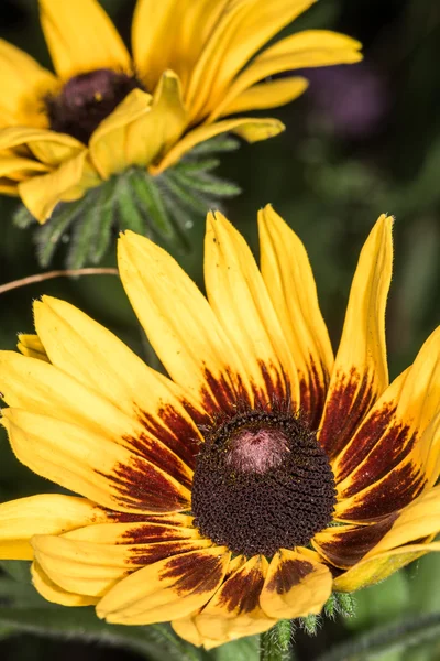 Gedetailleerde close-up foto van de zonnebloem in tuin — Stockfoto
