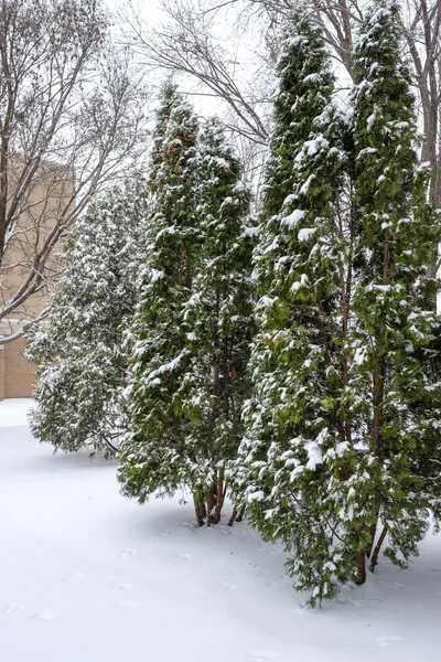 Snow fall on pine trees — Stock Photo, Image
