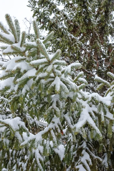 Mäntypuuhun sataa lunta — kuvapankkivalokuva