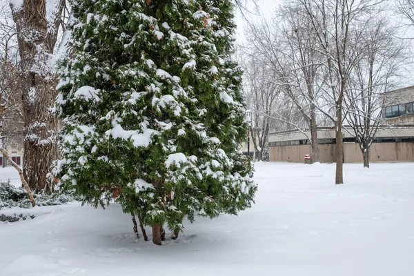 Snö faller på tallar — Stockfoto