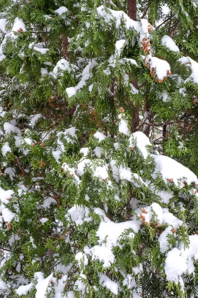 Snow fall on pine tree — Stock Photo, Image