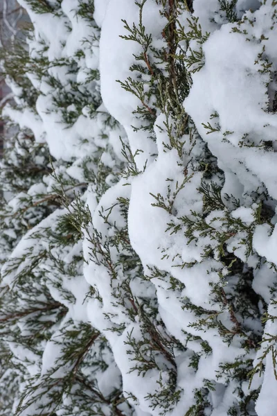 Snö faller på tall — Stockfoto