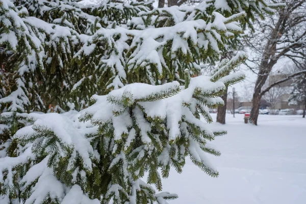 Snow fall on pine tree — Stock Photo, Image