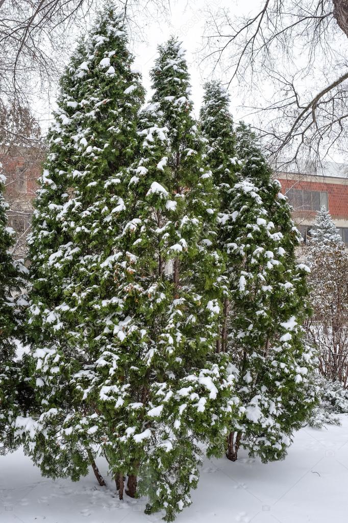 Snow fall on pine trees