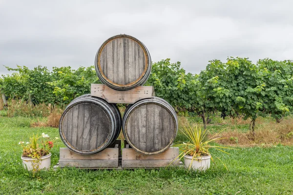 Wine barrels in a grape field — Stock Photo, Image