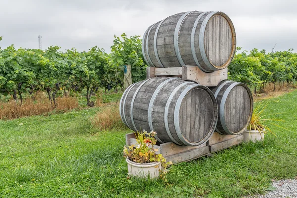 Wine barrels in a grape field — Stock Photo, Image