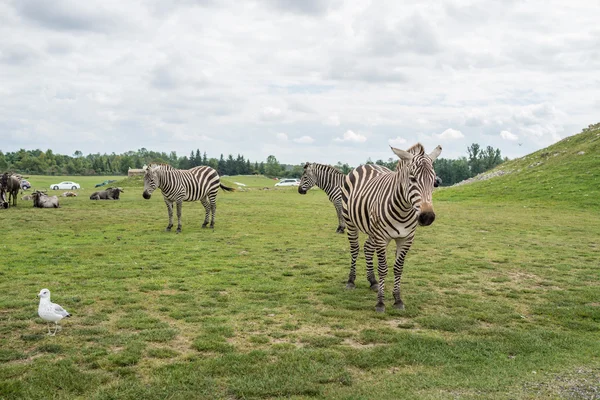 Zebre e altri animali — Foto Stock