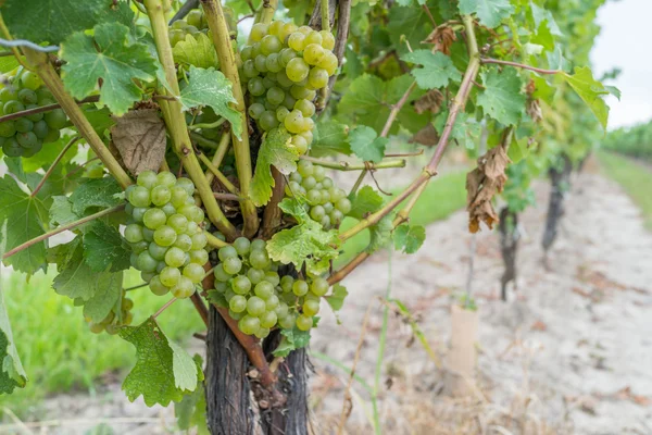 Grape field during harvest season — Stock Photo, Image