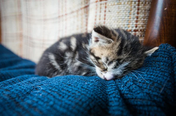 Sleepy baby cat on couch — Stock Photo, Image