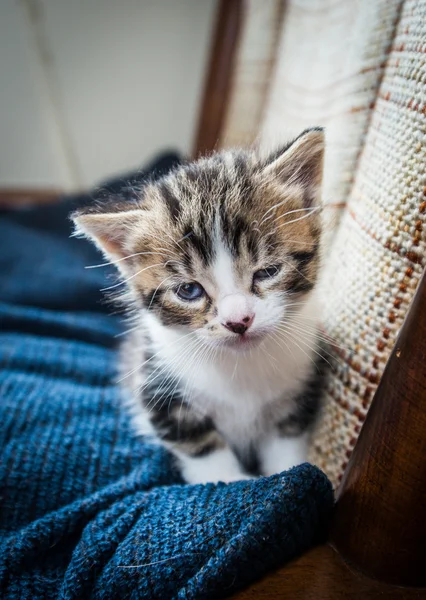 Γάτα υπνηλία μωρό στον καναπέ — Φωτογραφία Αρχείου