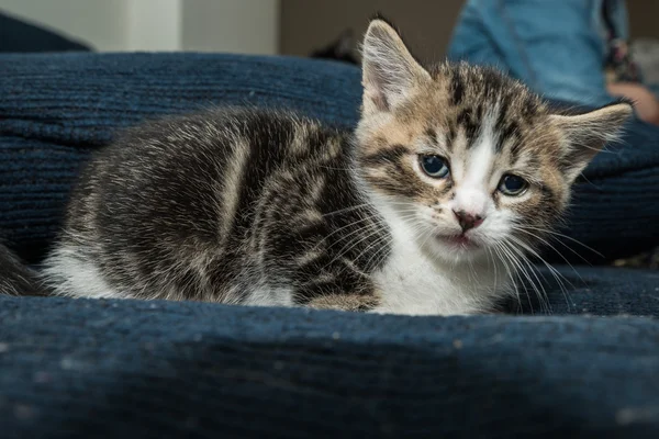 Bebek kedi eğleniyor — Stok fotoğraf