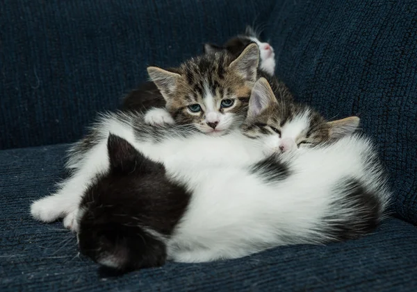 Muitos gatos relaxando no sofá — Fotografia de Stock