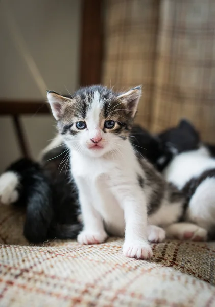 Bebek kedi eğleniyor — Stok fotoğraf