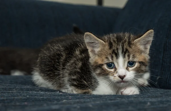 Bebek kedi eğleniyor — Stok fotoğraf