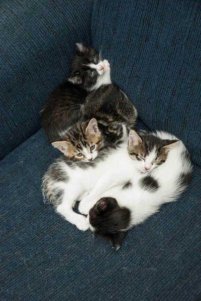 Många katter avkopplande på soffa — Stockfoto