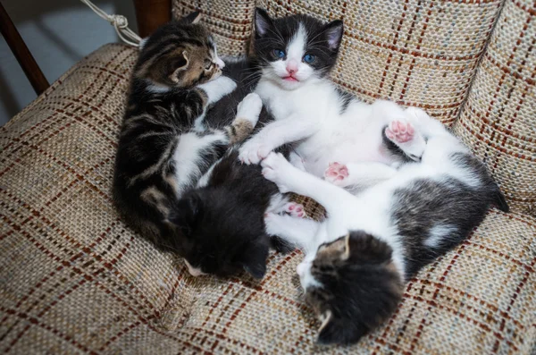 Wiele kotów na kanapie — Zdjęcie stockowe