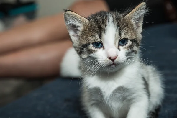 Baby cat having fun — Stock Photo, Image