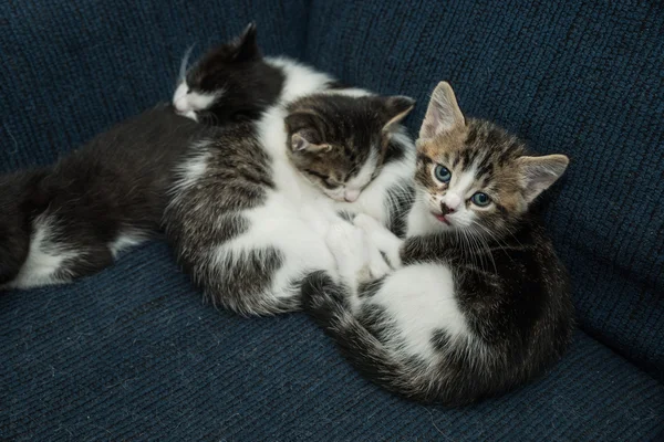 Adl cats kanepede rahatlatıcı — Stok fotoğraf