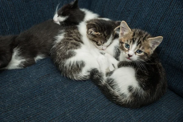 Muchos gatos relajándose en el sofá —  Fotos de Stock