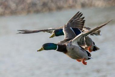 Ducks flying over a lake clipart