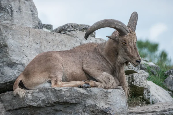Goat che si degustano su una collina — Foto Stock