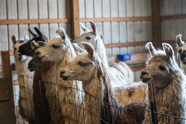 Llamas on a typlical farm — Stock Photo, Image