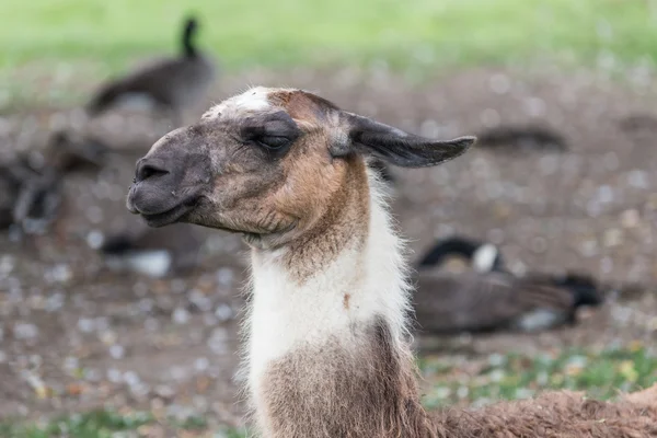 Lama na travnaté hřiště — Stock fotografie