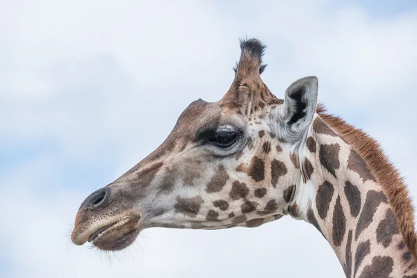 Giraffa in una riserva naturale — Foto Stock