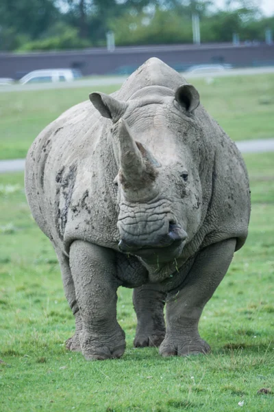 Rinoceronte africano su un campo di erba — Foto Stock