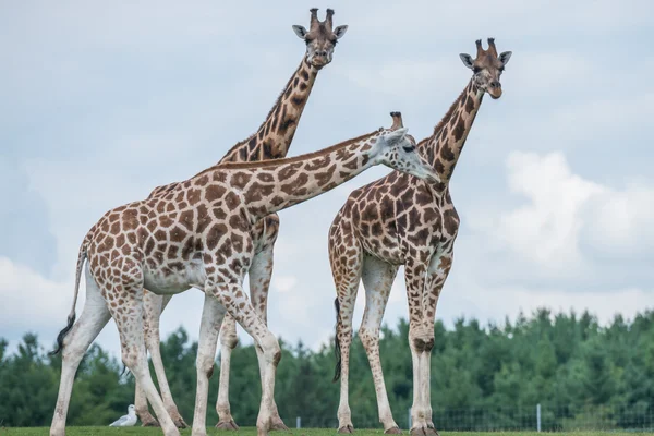 Giraffe in een wildlife reserve — Stockfoto