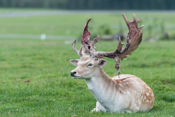 Samec jelenů na travnaté hřiště — Stock fotografie
