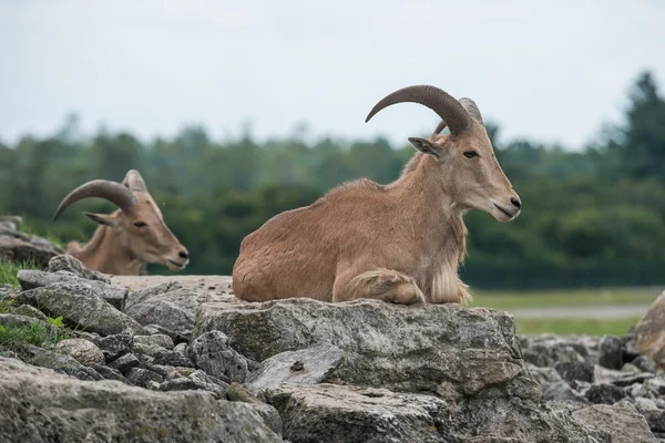 Mountain goat in a wild zoo — Stock Photo, Image