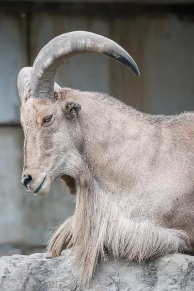 Goat che si degustano su una collina — Foto Stock
