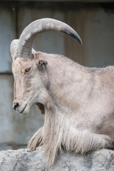 Goat reasting on a hill — Stock Photo, Image