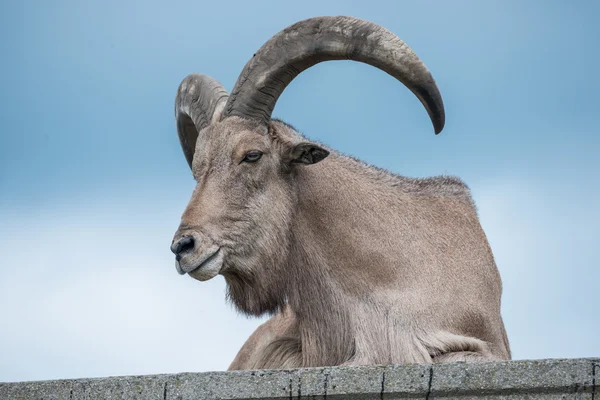 Koza reasting na kopci — Stock fotografie