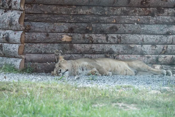 Lions posés sur la roche — Photo