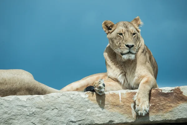 Lions posés sur la roche — Photo