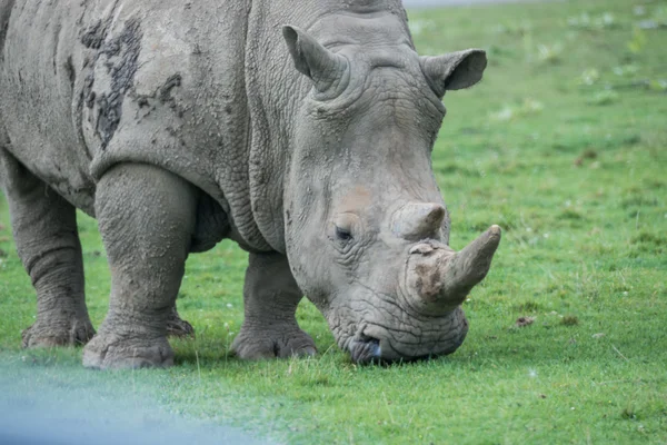 African rhino on a grass field — Stock Photo, Image