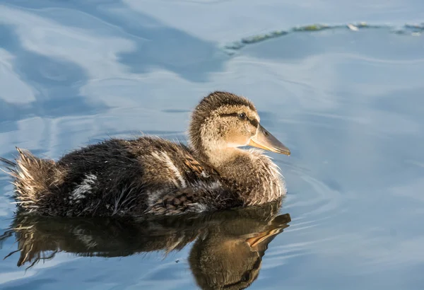 Pato em um pequeno lago — Fotografia de Stock
