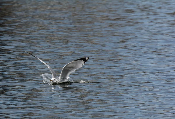 Aterragem da gaivota na água — Fotografia de Stock