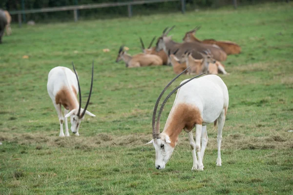 Horská koza v divoké zoo — Stock fotografie