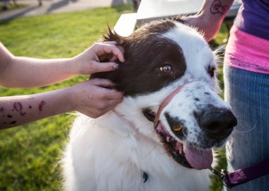 Halk parkında köpek.