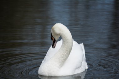 küçük bir su birikintisi kaz
