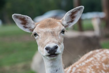 dişi geyik yakın çekim