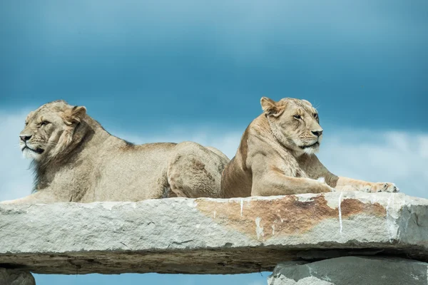 Lions posés sur la roche — Photo