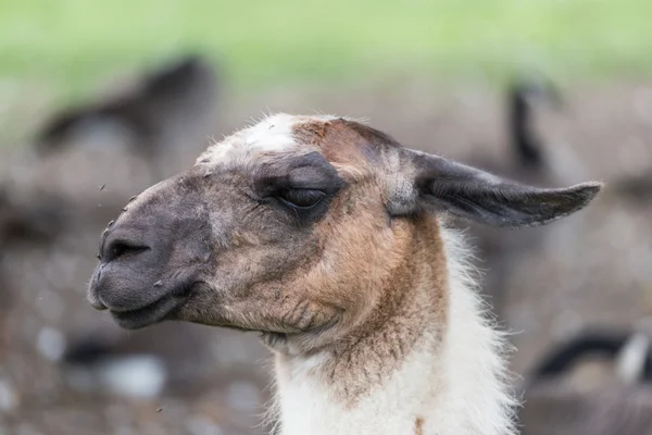 Llama on grass field — Stock Photo, Image