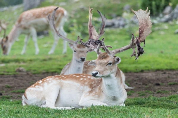 Cervo maschio su un campo di erba — Foto Stock