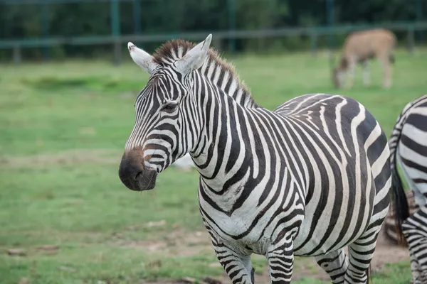 Primo piano di zebre sul campo di erba — Foto Stock